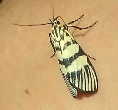 Heortia