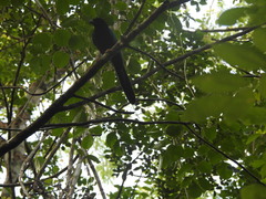 Cyanocorax yucatanicus