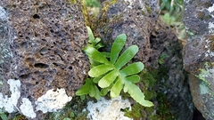 Polypodium macaronesicum azoricum