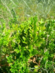 Buxus