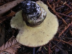 Suillus lakei