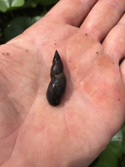 Lymnaea stagnalis