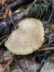 Suillus lakei