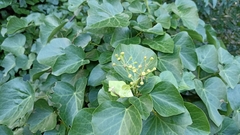 Hedera azorica