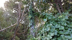 Hedera azorica