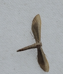 Euacidalia brownsvillea