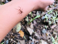 Acromyrmex octospinosus