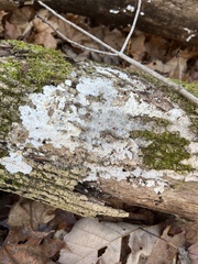 Trapelia placodioides