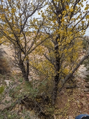 Fraxinus anomala