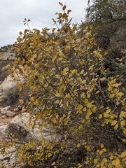 Fraxinus anomala