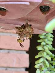 Mischocyttarus cerberus