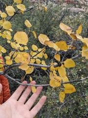 Fraxinus anomala
