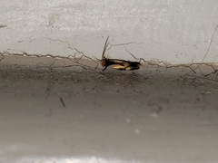 Isocorypha mediostriatella