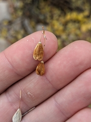 Fraxinus anomala