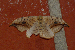 Drepana falcataria