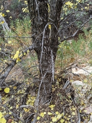 Fraxinus anomala
