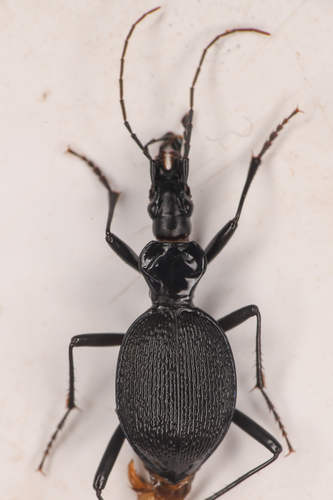 Margined Snail-eating Beetle photo 6