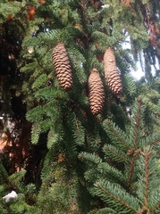 Picea abies