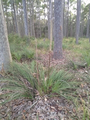 Xanthorrhoea concava