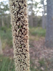 Xanthorrhoea concava