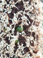 Xanthorrhoea concava