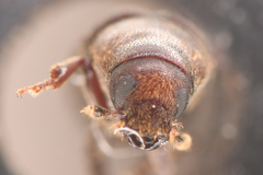 Hylurgops rugipennis