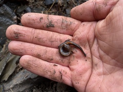 Plethodon angusticlavius