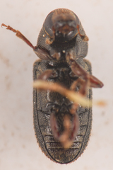 Hylurgops rugipennis