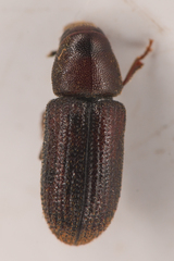 Hylurgops rugipennis
