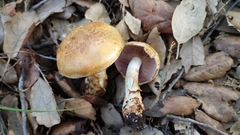 Cortinarius caligatus