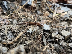 Plethodon angusticlavius