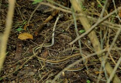 Leptophis mexicanus