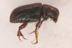 Hylurgops rugipennis