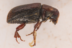 Hylurgops rugipennis