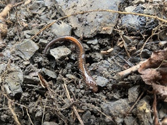 Plethodon angusticlavius