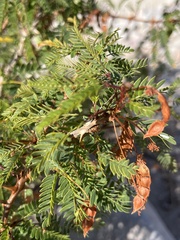 Mimosa tricephala