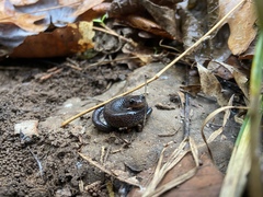 Plethodon angusticlavius