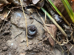 Plethodon angusticlavius