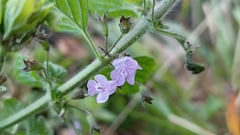 Clinopodium menthifolium ascendens