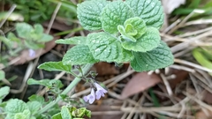 Clinopodium menthifolium ascendens