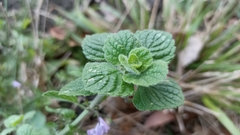 Clinopodium menthifolium ascendens