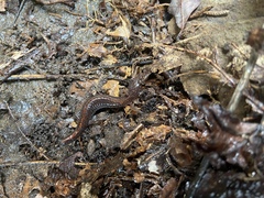 Plethodon angusticlavius