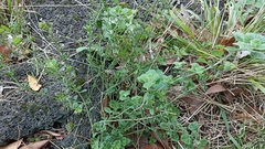 Clinopodium menthifolium ascendens