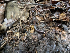 Plethodon angusticlavius