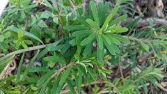 Euphorbia azorica