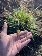 Phalaris aquatica