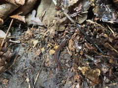 Plethodon angusticlavius