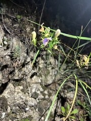 Campanula rotundifolia