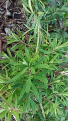 Euphorbia azorica
