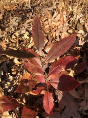 Oxydendrum